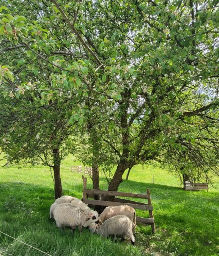 Ferienhof Rindalphorn Mit Sauna In Laendlicher Idylle Missen-Wilhams